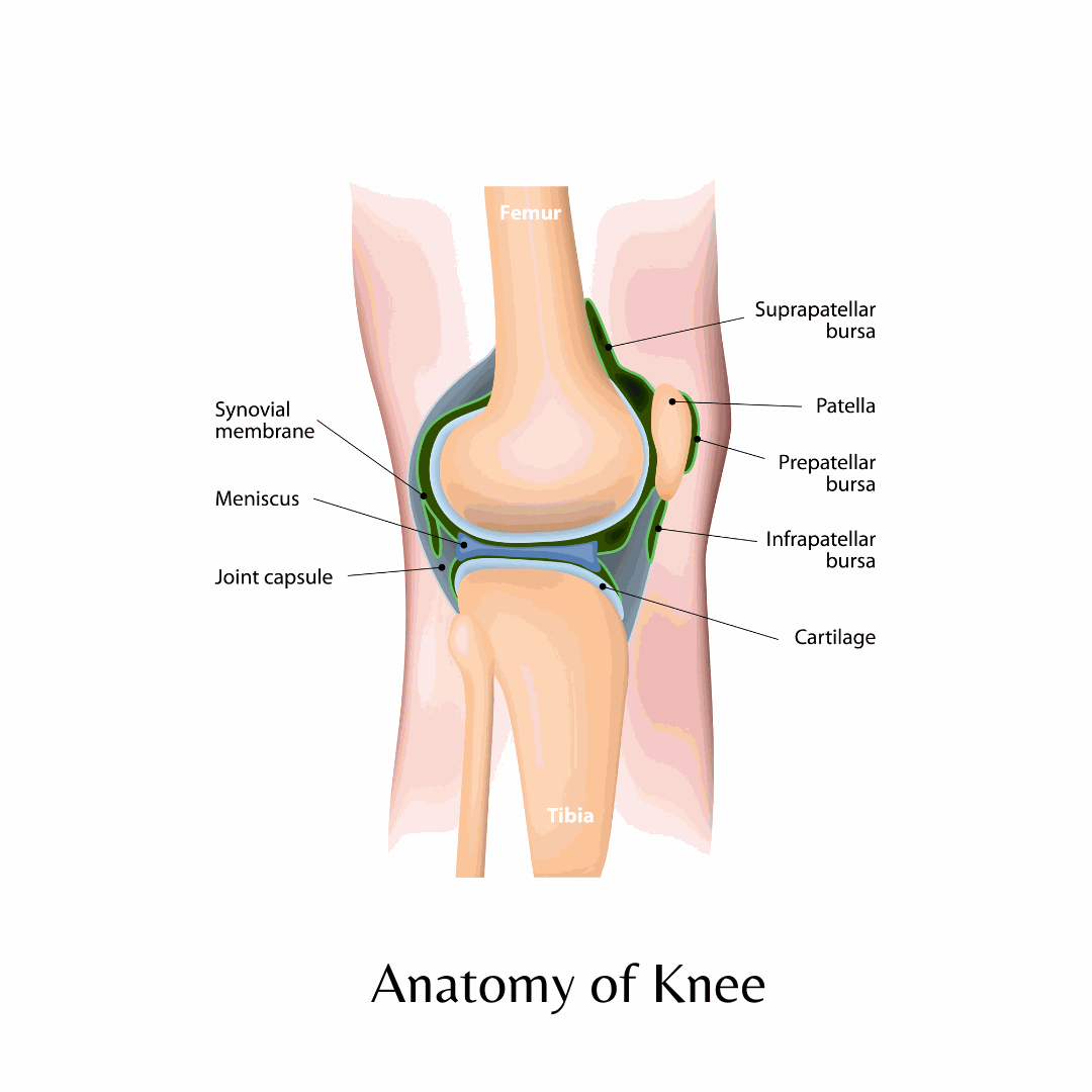 Anatomy of knee